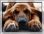 Odpoczynek, Bloodhound, Obro�a, Sen